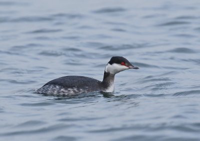 Kuifduiker / Slavonian Grebe