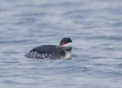 Kuifduiker / Slavonian Grebe