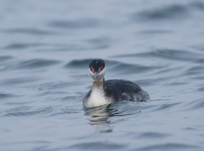 Kuifduiker / Slavonian Grebe