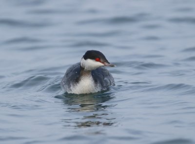 Kuifduiker / Slavonian Grebe