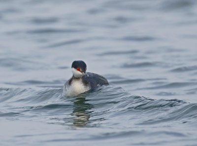 Kuifduiker / Slavonian Grebe