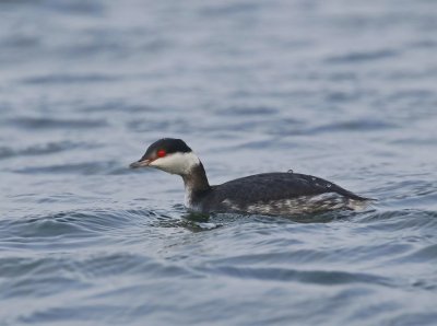 Kuifduiker / Slavonian Grebe