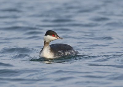 Kuifduiker / Slavonian Grebe