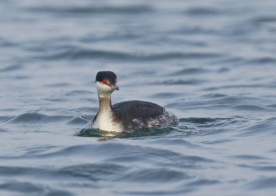 Kuifduiker / Slavonian Grebe