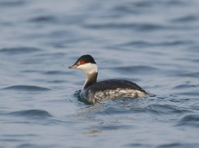 Kuifduiker / Slavonian Grebe