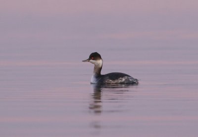 Geoorde Fuut / Black-necked Grebe