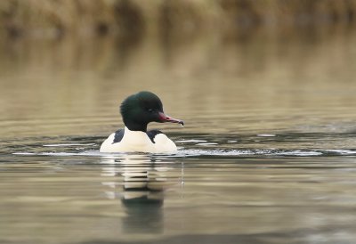 Grote Zaagbek / Goosander