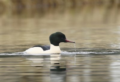 Grote Zaagbek / Goosander