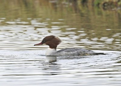 Grote Zaagbek / Goosander