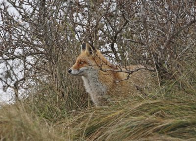 Vos / Red Fox