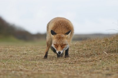 Vos / Red Fox