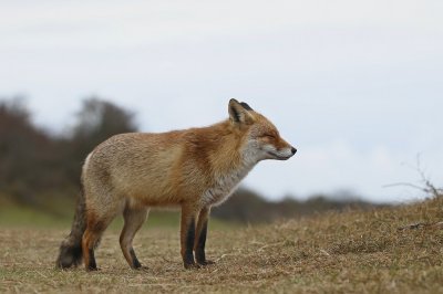 Vos / Red Fox