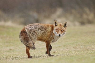 Vos / Red Fox