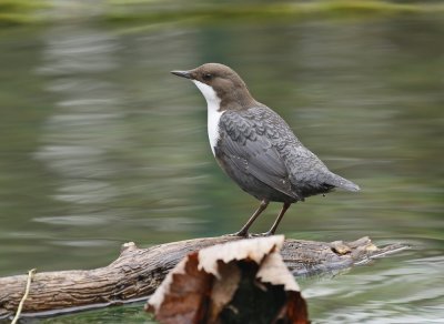 Zwartbuikwaterspreeuw / Black-bellied Dipper