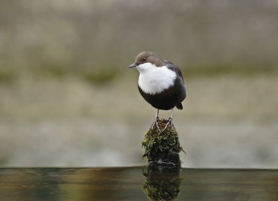 Zwartbuikwaterspreeuw / Black-bellied Dipper