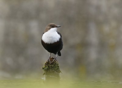 Zwartbuikwaterspreeuw / Black-bellied Dipper