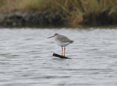 Zwarte Ruiter / Spotted Redshank