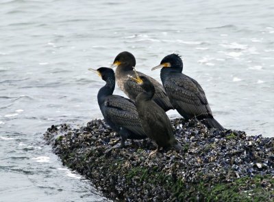 Kuifaalscholver / European Shag