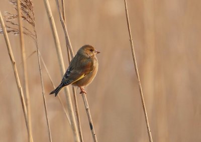 Groenling / European Greenfinch