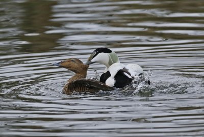 Eider / Common Eider