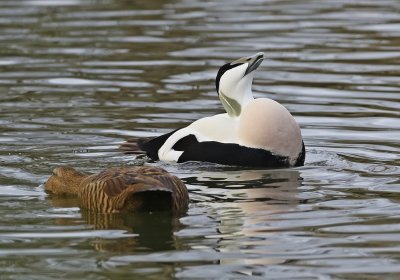 Eider / Common Eider