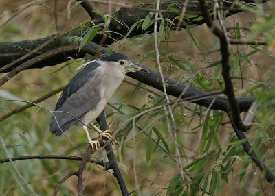 Kwak / Black-crowned Night Heron