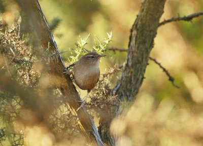 Winterkoning / Northern Wren