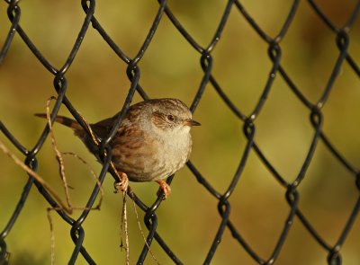 Heggenmus / Dunnock