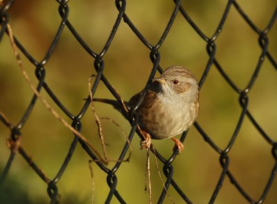 Heggenmus / Dunnock