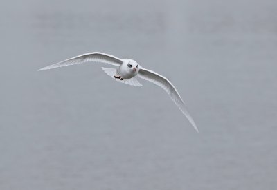Zwartkopmeeuw / Mediterranean Gull