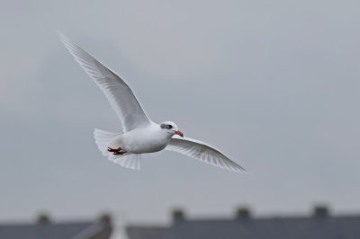 Zwartkopmeeuw / Mediterranean Gull