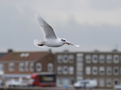 Zwartkopmeeuw / Mediterranean Gull