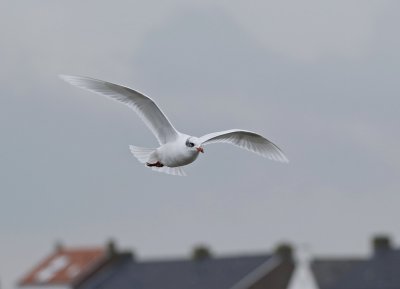 Zwartkopmeeuw / Mediterranean Gull