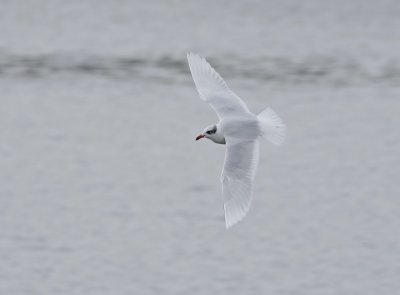 Zwartkopmeeuw / Mediterranean Gull