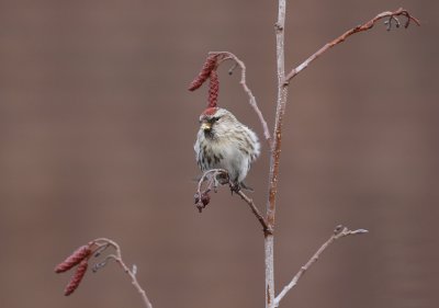 Grote Barmsijs / Mealy Redpoll