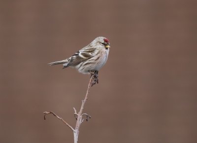Grote Barmsijs / Mealy Redpoll