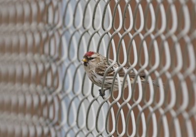 Grote Barmsijs / Mealy Redpoll