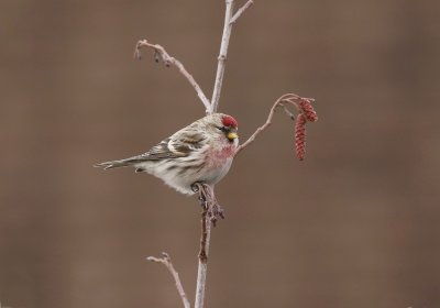 Grote Barmsijs / Mealy Redpoll