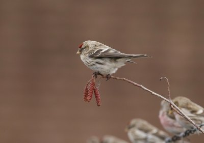 Grote Barmsijs / Mealy Redpoll