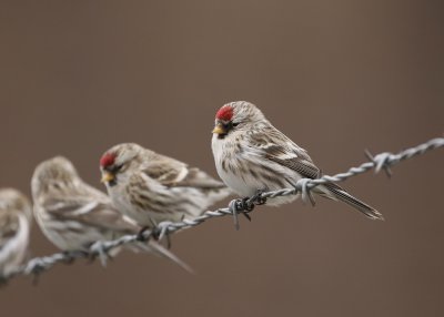 Grote Barmsijs / Mealy Redpoll