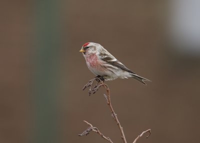 :: Grote Barmsijs / Mealy Redpoll ::