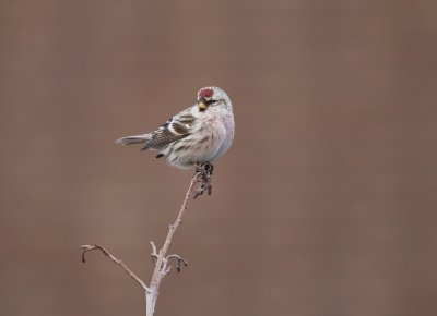 Grote Barmsijs / Mealy Redpoll