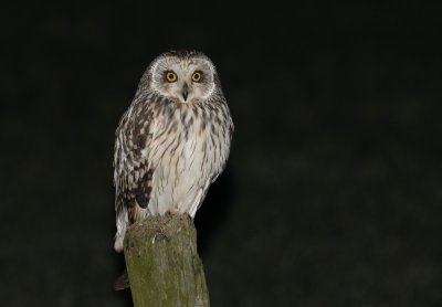 Velduil / Short-eared Owl