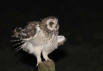 Velduil / Short-eared Owl