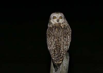 Velduil / Short-eared Owl