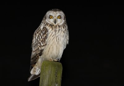 Velduil / Short-eared Owl