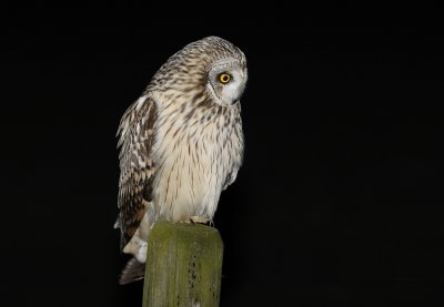 Velduil / Short-eared Owl