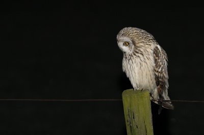 Velduil / Short-eared Owl