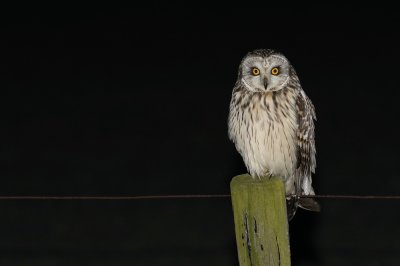 Velduil / Short-eared Owl