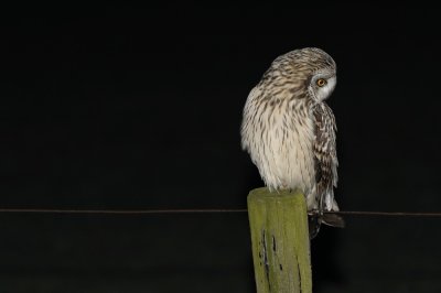 Velduil / Short-eared Owl
